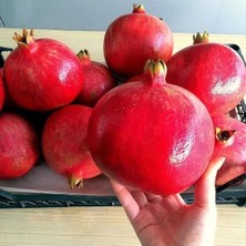 Larskas Hicaz Nar Fidanı, Tüplü ve Sağlıklı Büyüme Için