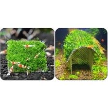 Larskas 10X10 cm Akvaryum Dekoru, Tele Sarılı Willi Moss