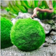 Larskas Canlı Marimo Moss Ball Yosun Topu - 2-3cm
