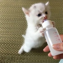 Larskas Yavru Kedi ve Köpekler Için 50 ml Iki Emzikli Biberon