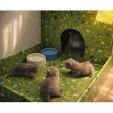 Rass Kedi Evi Karton Baskılı ve Bahçeli Genişlik 35CM Uzunluk 48CM Derinlik 58CM