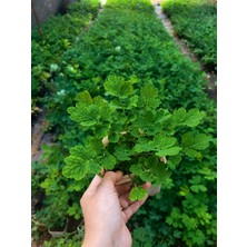 Kırlangıç Otu Fidesi (Chelidonium Majus) Canlı Bitki