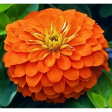 Larskas Büyük Geniş Çiçekli Turuncu Zinnia Tohum Seti (5 Adet)