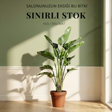 Greenvila Salonların Başrolü 3 Köklü Ihtişamlı Starliçe Xl | Strelitzia Nicolai - Cennet Kuşu |