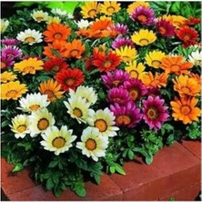 Larskas 10 Adet Gazania Mix Flower Tohumu, Renkli Bahçe Bitkisi Seçenekleri