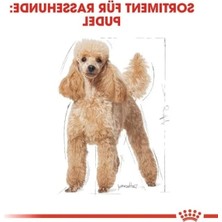 Aesco Yetişkin Poodle Köpek Maması, 3 kg