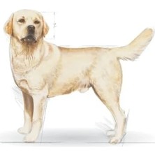 Aesco Labrador Irkına Özel Yetişkin Köpek Maması 12 kg