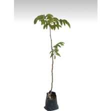 Chandler Cinsi 2 Yaş Aşılı Ceviz Fidanı - Tüplü - Yaklaşık 125 cm - Canlı ve Sağlıklı