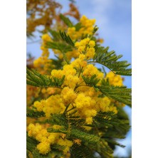 Nutyen 3 Yaş Mimosa Pudica (Mimoza) Küstüm Çiçeği Canlı Saksılı Büyük Boy Fidan (200-250 Cm)