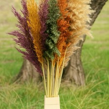 Froyi Troya Kuru Çiçek Pampas 10 Adet 100 cm Boy - Karışık Pmsy-Karısık.