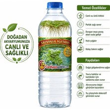 Koçlar Salvinia Natans (25 Kök 50 Yaprak)