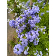 Benjamin Peyzaj Çiçek Mavi Yasemin Plumbago Auriculata