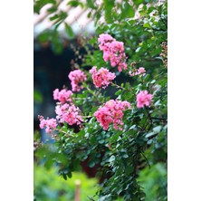 Nutyen Oya Ağacı Fidanı (Lagerstroemia Archerana) Tüplü Canlı Süs Bitkisi - Bahçe ve Balkon Için