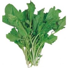 Esranın Dünyası Ince Tere Tohumu - 10 Gram