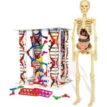 Esranın Dünyası Eğitici Insan Anatomisi Seti