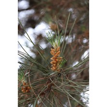 Nutyen Tüplü Fıstık Çamı Fidanı (Pinus Pinea) - Bahçe ve Peyzaj Için 4 Mevsim Dikilebilir Canlı Çam Ağacı Fidanı