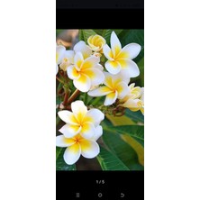 Aydoğdu Saksıda Amerikan Fulu (Plumeria Alba) Ağacı Fidanı