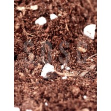 Mix Ithal Torf Cocopeat Perlit Özel Karışım Saksı Harcı Çiçek ve Bitki Toprağı 1 Lt