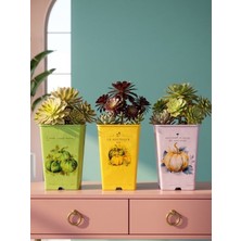 Çiçeva 3'lü Aeonium Sukulent Plastik Saksı Seti - Drenajlı Renkli Saksı Seti (20X13 Cm)