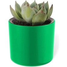 Bemy Ticaret Mimoza Saksı Küçük Boy Plastik Kaktüs Sukulent Saksısı (Yeşil, 0.2 Litre)