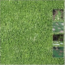 Fare Kulağı Çim Tohumu (Dichondra Repens)