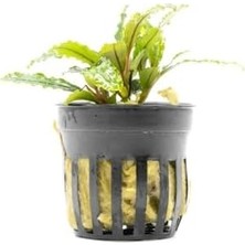 Bucephalandra Velvet Saksı Canlı Bitki