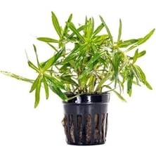 Pogostemon Stellatus Broad Leaf Saksı Canlı Bitki