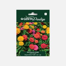 Prestige Kirli Hanım Çiçeği Tohumu