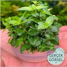 Staurogyne Repens Cup In Canlı Bitki