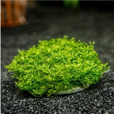 Mini Pellia Yeni Sarım Canlı Bitki 5x5 cm