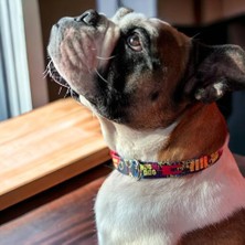 Köpek Boyun Tasması – Geri Dönüştürülmüş, Ayarlanabilir, Emniyet Tokalı – Küçük ve Büyük Irklar Için – Tüy Toplamaz, Yıkanabilir, Airtag & Isimlik Uyumlu, Laci Large (2 Paketi)