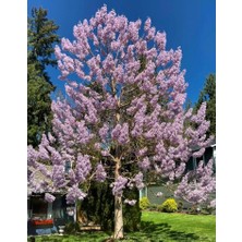 Tunç Botanik Pavlonya Fidanı / Çin Kavağı (Paulownia Tomentosa)