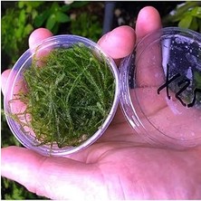 Belirtilmemiş Spiky Moss Kutu Bitki