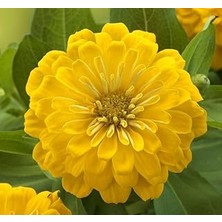 Belirtilmemiş Zinnia (Kirli Hanım) Büyük Geniş Çiçekli - Sari (5 Tohum)