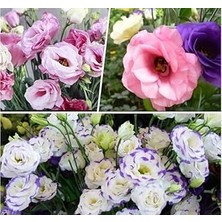 Belirtilmemiş Lisianthus (Lale Gül) Gelin Buketi Serisi - Karişik (5 Tohum)