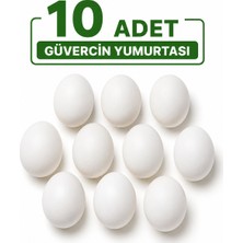 Meng-Vit Güvercin Sahte Yumurta 10 Adet