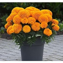 Nacario Kadife Çiçeği (Marigold Büyük Çiçek) Turuncu Renkli - 10 Tohum