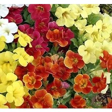 Nacario Karışık Mimulus Misk Çiçeği F1 (30 Tohum)