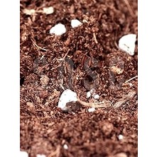 Nacario Substrat Mix Ithal Torf Cocopeat Perlit Özel Karışım Saksı Harcı Çiçek Bitki Toprağı 1 Lt
