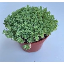 Nacario Sedum (Iri Damarlı Yapraklar) Yeşil Renkli - 15 Tohum