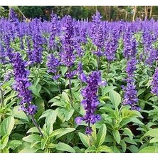 Nacario Leylak Ateş Çiçeği - Salvia F1 (30 Tohum)