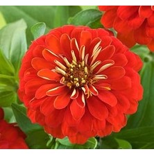 Nacario Zinnia (Kirli Hanım) Büyük Geniş Çiçekli - Kirmizi (5 Tohum)