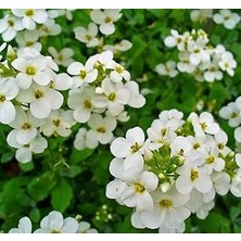 Nacario Arabis (Alp Kesimi) Beyaz Renkli - 20 Tohum