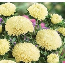 Nacario Aster Kasımpatı (Krizantem) Sarı Renkli - 20 Tohum