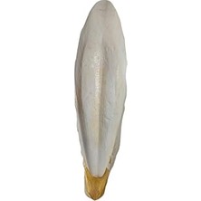 Nacario Xxl Kalamar Kemiği(Iri Boy 20-25 cm Aralığında)