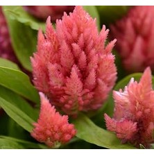 Nacario Horoz Ibiği (Tüy Uzun Boylu) - Pembe Renkli - 40 Tohum