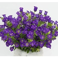 Nacario Çan Çiçeği (Mini Maviş) Renkli - 5 Tohum