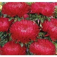 Nacario Aster Kasımpatı (Krizantem) Kırmızı Renkli - 20 Tohum