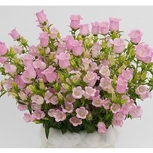 Nacario Çan Çiçeği (Mini Maviş) Pembe Renkli - 5 Tohum