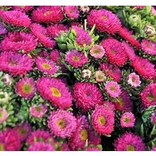 Nacario Kasımpatı Çiçeği (Uzun Boylu, Kesimlik) Pembe Renkli - 5 Tohum